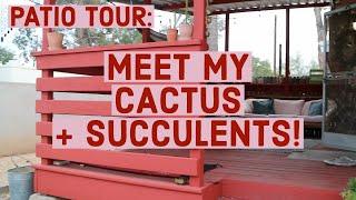 Patio Plant Tour | Cactus and Succulent Show & Tell