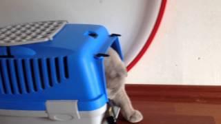 Sochi The Cat: Home sweet home / s01.e23 HD