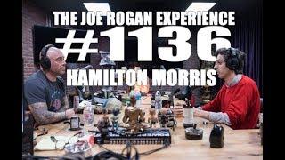 Joe Rogan Experience #1136 - Hamilton Morris