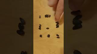 Семечки, удивительно,  попробуй и ты #shorts