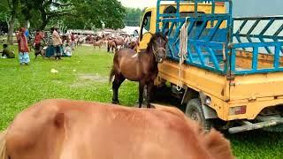 Horses are being brought from Sylhet in a pickup van to Tulsipur Horse Market- 2022