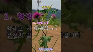엉겅퀴 효능 #엉겅퀴효능