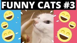 Funny Cat Fails I Funny Cat Compiation - Simba´s Life