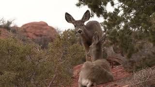 73 Curious Mule Deer's