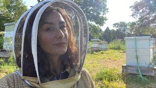 Top 5 Beekeeping Tips For a Soon to Bee New Beekeeper!!!!