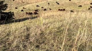 Greg details the health benefits of regenerative ranching for humans, animals and the planet.