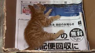 【猫目線】人に傷付けられた子猫が幸せを掴むまでに起きた出来事...!