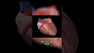 Coronary Arteries Explained #shorts #anatomy #heart #medstudent #doctor #bodyanatomy