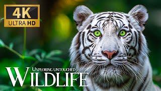 Exploring Untouched Wildlife  Discovery Relaxation Wonderful Wild Movie with Relaxing Piano Music