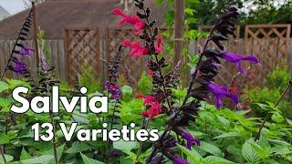 Salvia, my "must have" plant | 13 varieties in backyard pollinator garden | Texas Gulf Coast Zone 9b