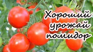 Хороший урожай помидор