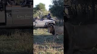 Male Lion Walks Metres Away from Safari Vehicle!