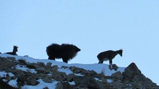 TAHR HUNTING NZ | 3 BULLS DOWN | 7mm REM-MAG DROPPED THEM ON THE SPOT! LONG RANGE HUNTING IN NZ