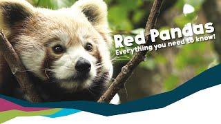 Everything about Red Pandas! [Paignton Zoo]