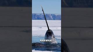You Thought Unicorns Weren’t Real? Watch This Narwhal