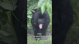 Newfoundland Puppy looks like a bear  #shorts