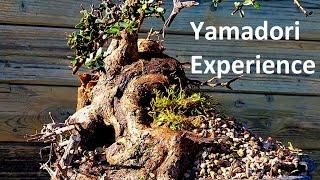 Il bonsai da alberi yamadori