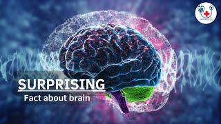 Surprising fact about brain | eGlobalDoctors