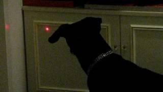 Dummer Hund Meggi will das Licht vom Laserpointer fangen 4v5