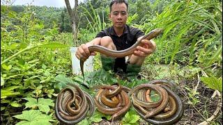 Great, a lot of big eels were harvested at the pond