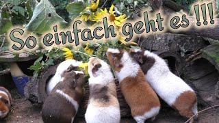 Große Überraschung für die Meerschweinchen mit wenig Aufwand für uns Menschen / Futter-Abwechslung