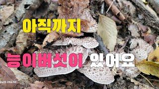 2024년 10윌 15일 능이버섯산행 능이버섯 많이 채취했습니다  경기북부지방 능이버섯 현재 상태