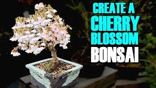 Create Your Own Cherry Blossom Bonsai 