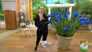 Barbara King 30-Piece Dutch Iris Discovery Live Bulbs on QVC