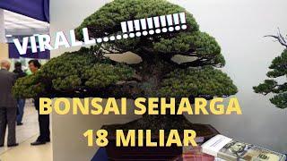 Some cost up to Rp. 18 m, these are the 5 Most Expensive Bonsai Plants in the World