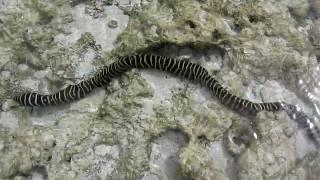 Sea Snake at Matemwe Beach, Zanzibar