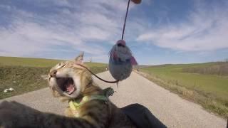 Nala Cat riding Bike 