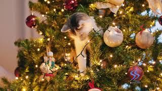 Cats ruin Christmas, Furry Christmas, Best Christmas ever. Animal Christmas