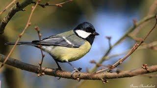 chants et cris de la mésange charbonnière HD - Calls & songs great tit