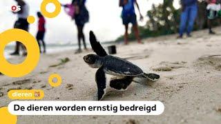 Schattig! Vrijwilligers helpen babyschildpadden naar de zee