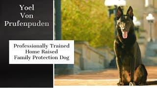 Elite Executive Personal Protection Dog "Yoel" Video Brochure For Home Family Security Protection