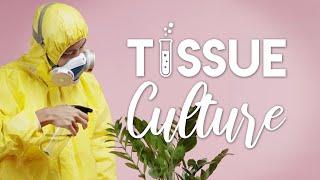 Plant Tissue Culture 101 | With Demonstration! | The 'Breaking Bad' of Houseplants!