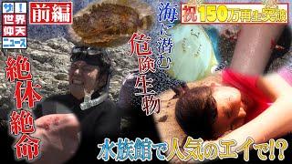 【ザ！世界仰天ニュース】海に潜む衝撃の危険生物（前編）