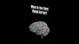 Third Visual Cortex (V3)