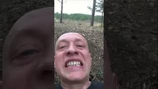 Медведь ест муравьев. Вадим Старов муравьиная кислота, цитраль. Набор энергии целительство, здоровье