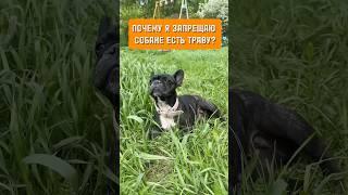 Почему я запрещаю собаке есть траву? #собака #дрессировка #бульдог