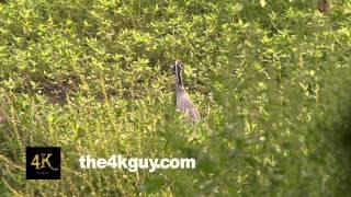 4K UHD 60fps - Yellow-Crowned Night Heron (Nyctanassa violacea) yawning and taking flight