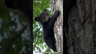 #bearcub blackbear #bear #babybear #gatlinburg #gatlinburgbear #tennessee #shortsfeed #shorts #tn