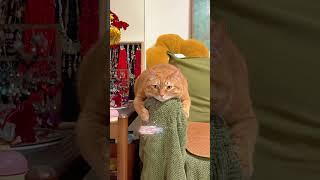 猫咪1分钟一生！18岁=人类88 #新手养猫﻿ ﻿#养猫经验分享﻿ ﻿#养猫知识﻿ ﻿#猫咪科普﻿ ﻿#猫咪年龄﻿ ﻿#猫咪冷知识﻿ ﻿#科学养猫﻿ ﻿#猫咪寿命﻿ #貓咪 #cat #萌寵