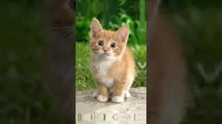 kittens   #edit #kittens