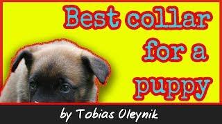 What is the best collar for a puppy - by Tobias Oleynik