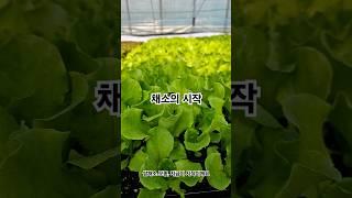 채소의 시작 | 봄 모종 지금 준비하세요
