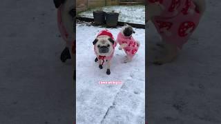 FIRST SNOW day with Loulou & Mosy! ️🩷 #pugs #dogs #puppy