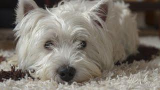 Unleashing the Speed and Agility of West Highland White Terriers!