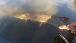 Fishing a SMALL River for BIG Northern Pike