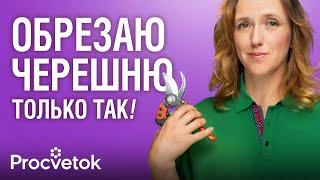 ОБРЕЗКА ЧЕРЕШНИ ОТ А ДО Я: уникальный способ формировки для компактной кроны и огромного урожая